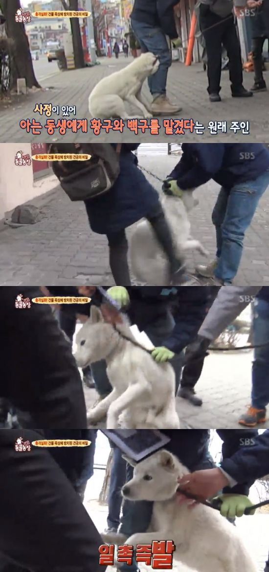 동물농장 이미지