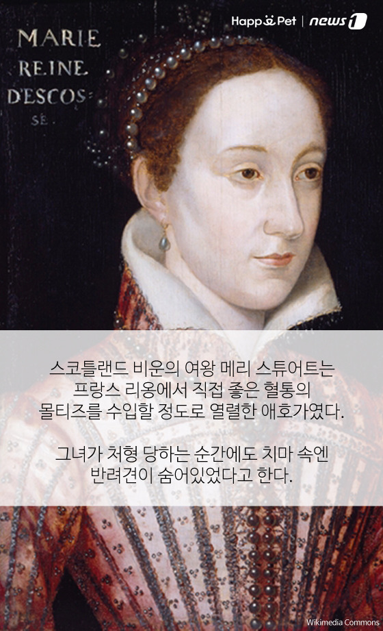 올어바웃펫 이미지