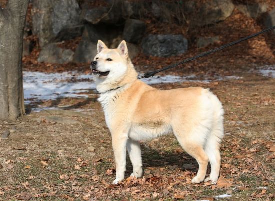 천연기념물 제540호인 동경견의 또 다른 이름은 '댕댕이'다. (사진=서울대공원 제공)