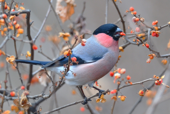 수컷 멋쟁이새. 양진이와 함께 겨울철새 가운데 가장 아름다운 새로 쌍벽을 이룬다.