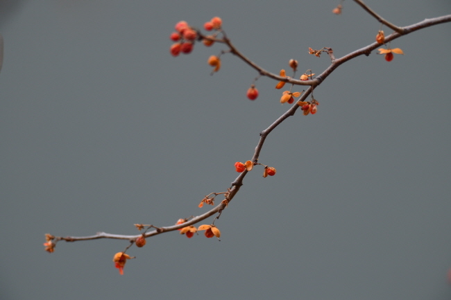 노박덩굴 열매.