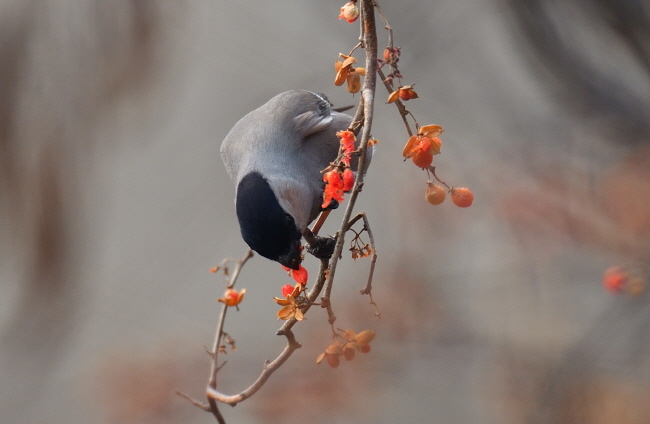 암컷 멋쟁이새는 수컷과 다르게 열매의 붉은 표피는 남겨 두고 씨만 골라 먹는다.