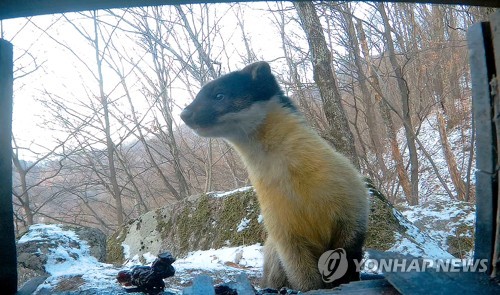 담비 이미지