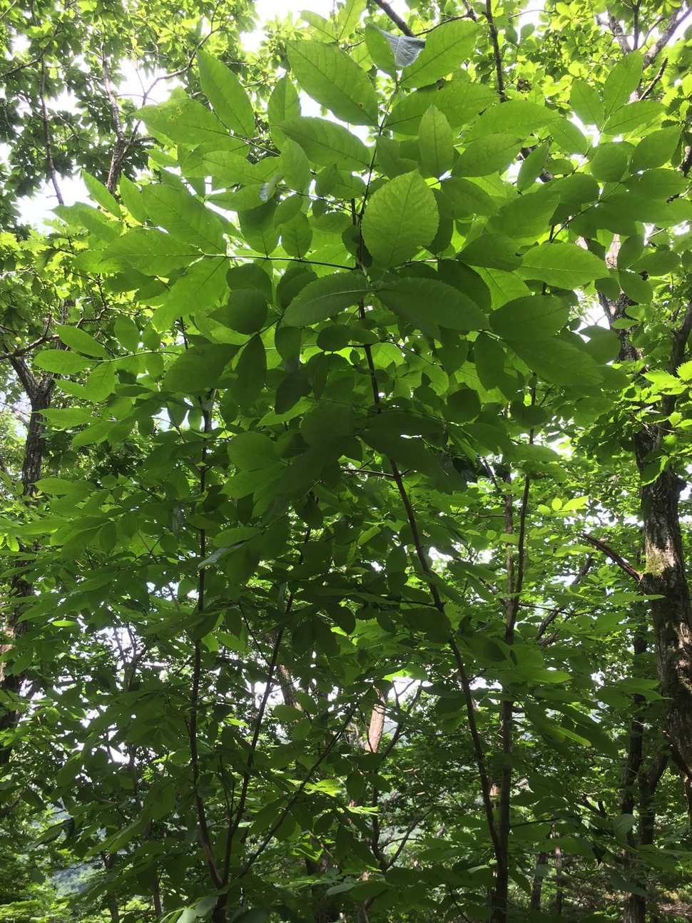 지리산큰나무 이미지