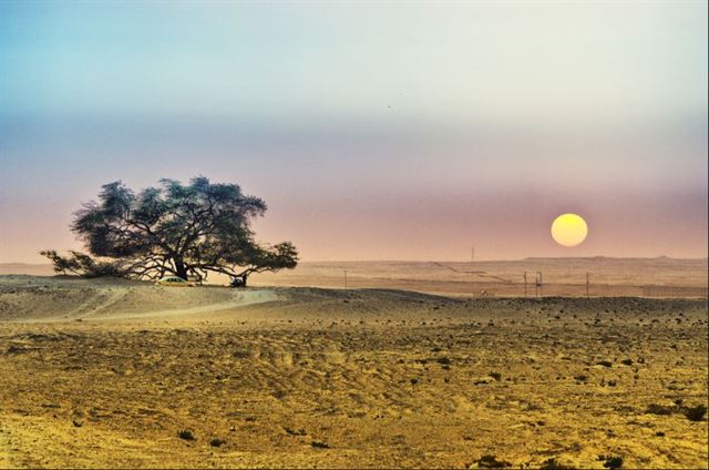 바레인 사막 한 가운데 자리한 ‘생명의 나무’. 물 한 방울 없는 사막에서 무려 3,000년을 버틴 생명력 질긴 나무다. 바레인의 대표적 관광지 중 한 곳으로 손꼽힌다. 플리커 제공