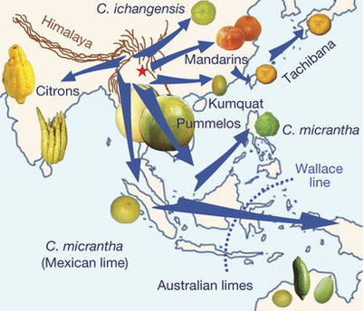 감귤류 58가지의 게놈을 토대로 추정한 감귤류의 기원과 분화, 전파경로를 보여주는 지도다. 이에 따르면 중국 남서부와 미얀마, 히말라야 동부가 출발점이다. -네이처 제공