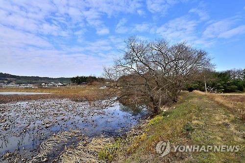 서동의 탄생 설화가 전하는 익산 마룡지. [연합뉴스 자료사진]