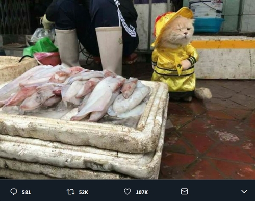 베트남서 생선 파는 고양이 [트위터 화면 캡처]