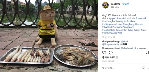 생선 파는 고양이 [인스타그램 화면 캡처]