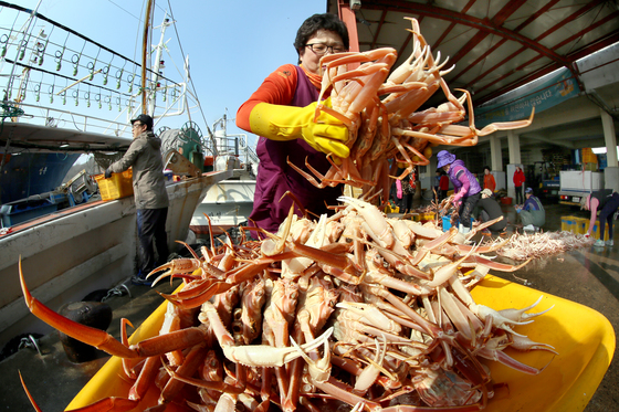 대게의 고장 경북 영덕에서는 오는 22~25일 대게 축제가 열린다. [사진 영덕군]