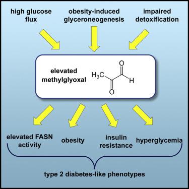 "2형(성인)당뇨병 증상을 일으키는 원인은 고혈당이 아닌 메틸글리옥살(MG)" 고혈당, 비만이 유발한 지방산 축적, 해독 기능 손상 등으로 인해 체내 메틸글리옥살(MG) 농도가 높아져 지방산 합성효소 활성 증가, 비만, 인슐린저항성, 고혈당증을 비롯한 2형(성인) 당뇨병의 전형적 증상들이 나타난다는 연구결과를 설명한 그림.[학술지  '세포 대사'(Cell Metabolism) 온라인판에서 독일암연구센터(DKFZ) 연구논문 화면 갈무리]
