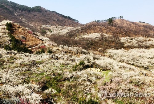 설탕가루 이미지