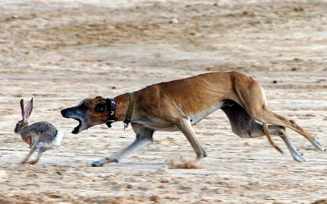 2008년 12월 아프리카 튀니지에서 열린 제41회 사하라 국제페스티벌의 개막행사에서 아라비아 그레이하운드라는 사냥개 ‘슬루기’가 토끼사냥을 하고 있다. AP 연합뉴스