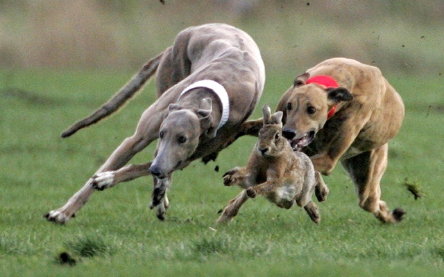 영국 앨트카에서 2005년 열린 워털루컵 토끼사냥 대회에서 사냥개 두 마리가 필사적으로 도망가는 토끼 한 마리를 쫓고 있다. 영국에선 2006년부터 사냥이 법으로 금지됐다. AP 연합뉴스