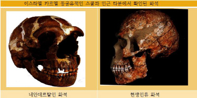 이스라엘 타분에서 확인된 네안데르탈인 유골(왼쪽). 눈 위가 툭 튀어나왔다. 타분에서 수백미터 떨어진 스쿨에서 발견된 현생인류 화석.