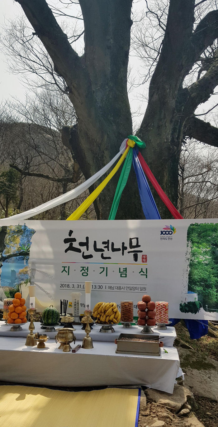 천년나무 이미지