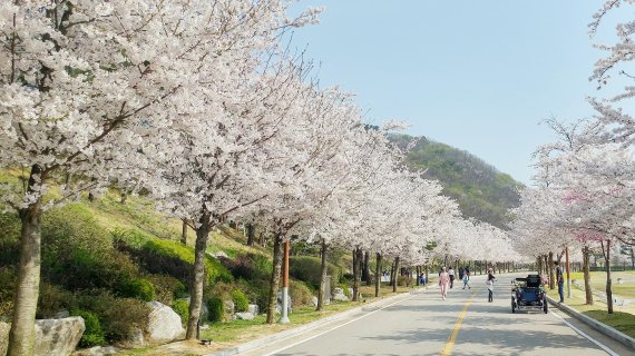 벚꽃길 이미지