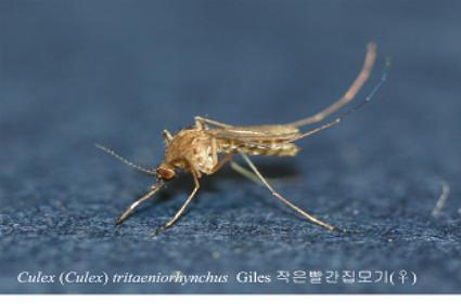 빨간집 이미지