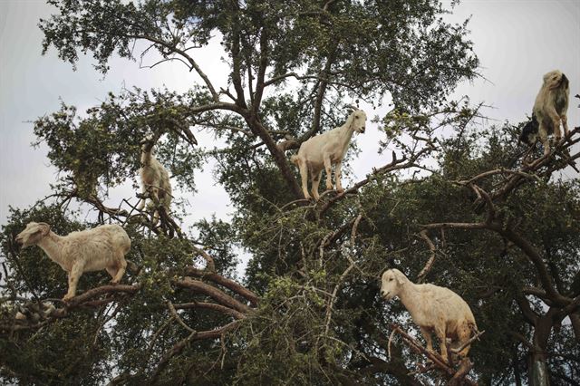 4일(현지시간) 모로코 남서부 지역의 마을에서 염소들이 아르간 나무에 올라 열매를 따먹고 있다. AP 연합뉴스