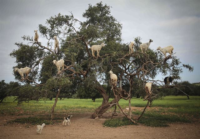 모로코 남서부 지역의 마을에서 염소들이 아르간나무에 올라 열매를 따먹고 있다. AP 연합뉴스