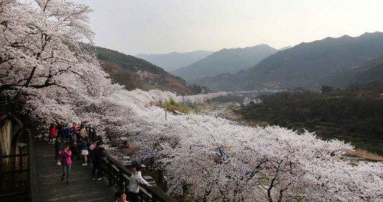 벚꽃사진관 이미지