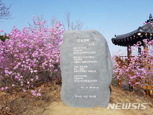 부여꽃 이미지