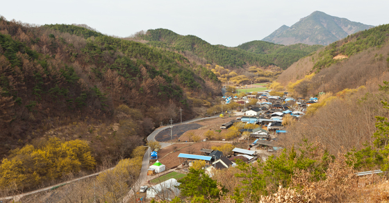 초록마늘 이미지