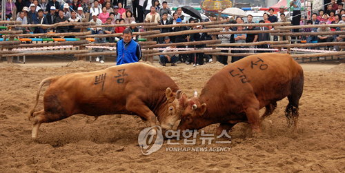 소싸움 이미지