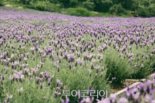 연천농장식품 이미지