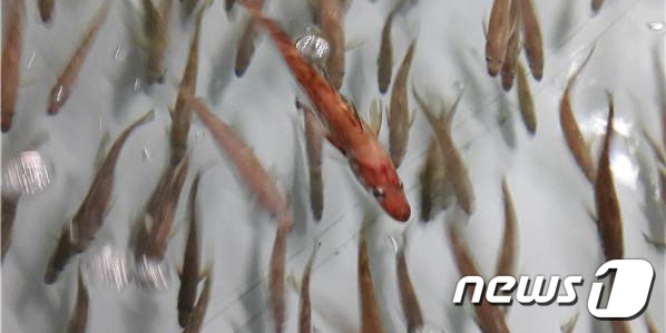 명태한마리 이미지