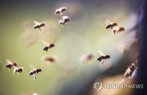 벌떼 이미지