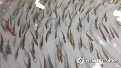 명태가 이미지