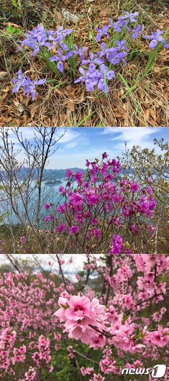 지리산 숲길에 피어난 각시붓꽃(위쪽부터), 진달래, 개복숭아꽃© News1