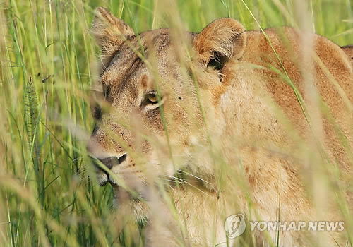 우간다 암사자 [EPA=연합뉴스]