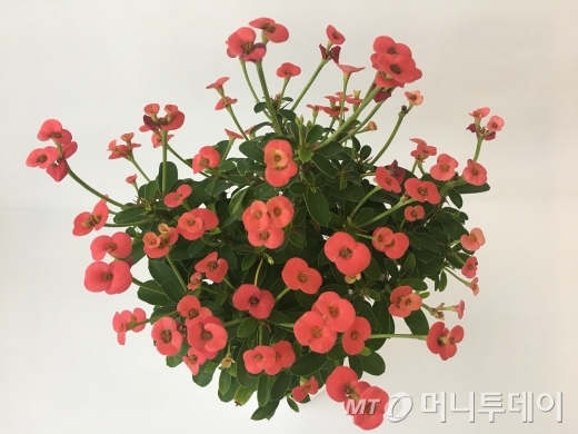 꽃과다육 이미지