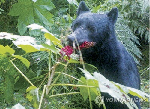 흑곰[AP=연합뉴스 자료사진]