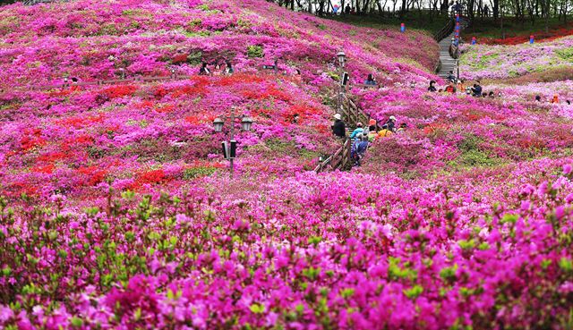 24일 오후 경기도 군포시 철쭉동산을 찾은 시민들이 만개해가는 철쭉을 보며 봄기운을 만끽하고 있다. 군포시는 오는 27일부터 29일까지 철쭉축제를 개최한다.    군포=연합뉴스