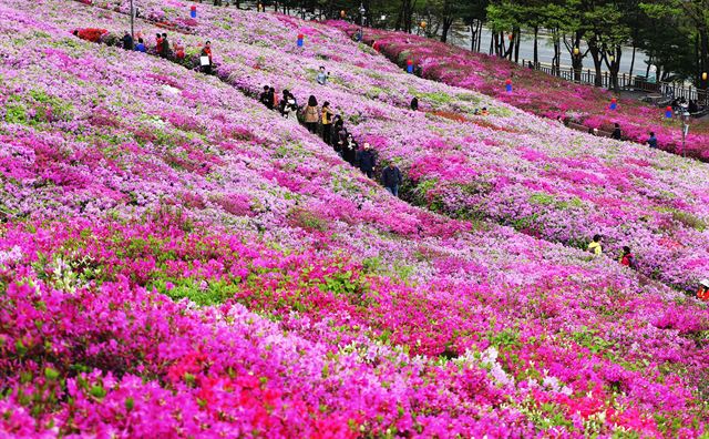 24일 오후 경기도 군포시 철쭉동산을 찾은 시민들이 만개해가는 철쭉을 보며 봄기운을 만끽하고 있다. 군포시는 오는 27일부터 29일까지 철쭉축제를 개최한다.  군포=연합뉴스