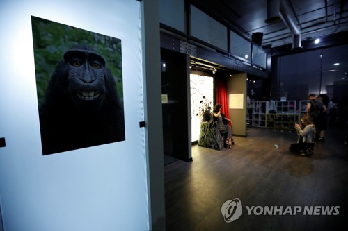 미국 캘리포니아 주 글렌데일에 있는 셀카 박물관 벽면에 2011년 인도네시아의 검정짧은꼬리원숭이가 찍은 셀카 사진이 걸려 있다. [로이터=연합뉴스]