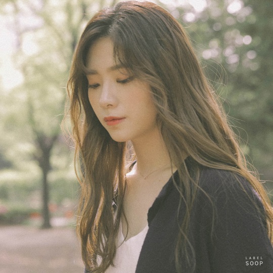노르웨이숲 이미지