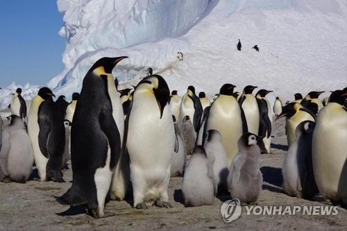 황제펭귄 [연합뉴스 자료 사진]