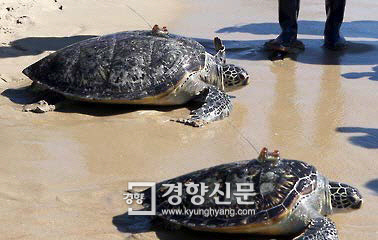 구조한 바다거북들을 방류하는 모습. 국립해양생물자원관 제공.