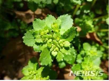 【세종=뉴시스】괭이눈. 2018.04.29. (사진 = 환경부 제공) photo@newsis.com