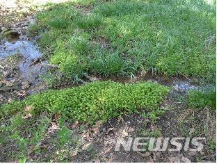 【세종=뉴시스】전남 영광군 괭이눈 서식지. 2018.04.29. (사진 = 환경부 제공) photo@newsis.com