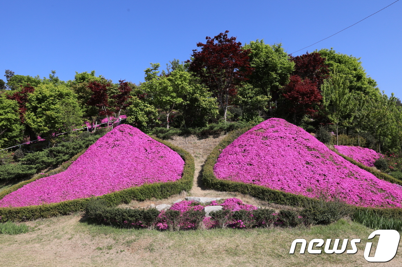 동산잔디 이미지
