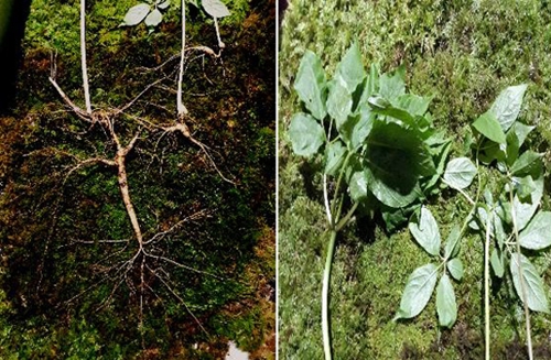 지리산 일원서 발견된 100년 넘은 천종산삼 (함양=연합뉴스) 지리산 일원에서 등산객이 발견한 100년 넘은 천종산삼, 15년 정도된 자삼(왼쪽)과 산삼 잎(오른쪽). 2018.5.8 [한국전통심마니협회 제공=연합뉴스]