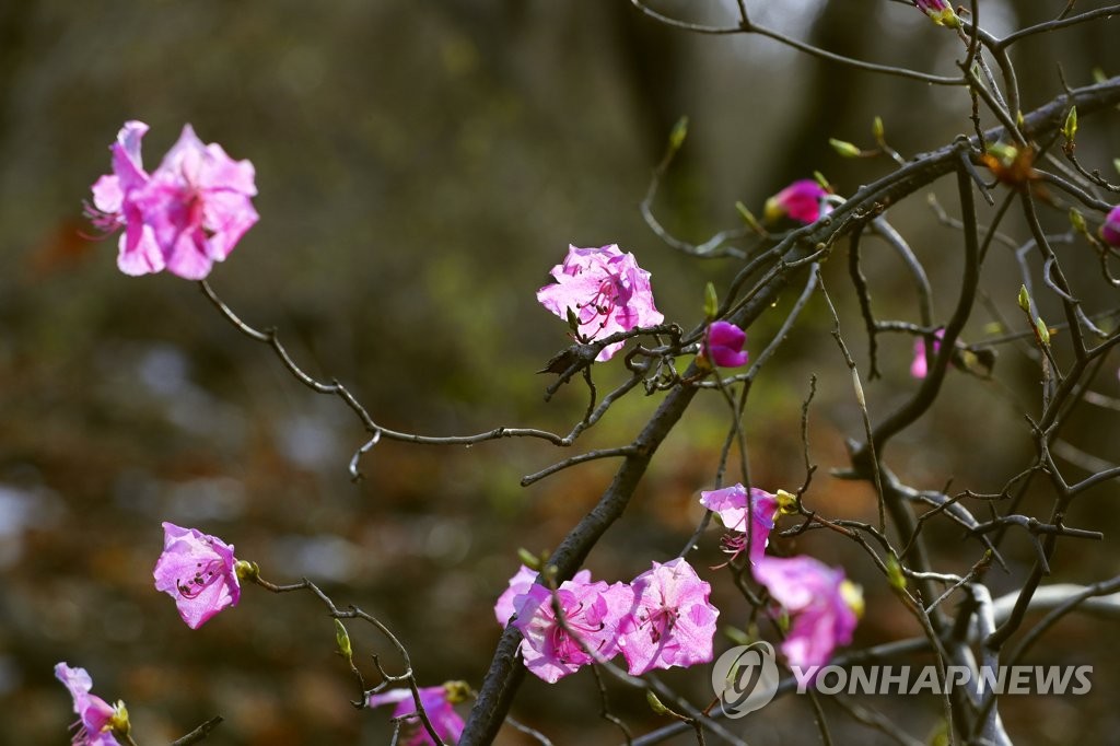 연분홍 이미지