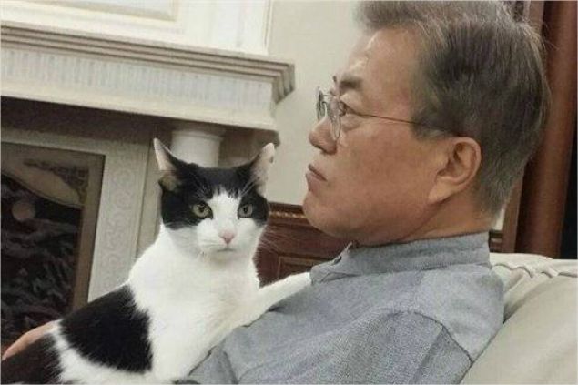 고양이 '찡찡이'와 휴식을 취하는 문재인 대통령. 사진=페이스북 캡처