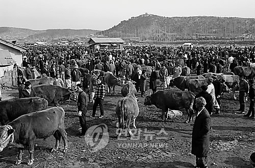 수원 우시장 수원 왕갈비를 있게 한 우리나라 3대 우시장의 하나인 수원 우시장. 1968.12.20 (한치규=연합뉴스)