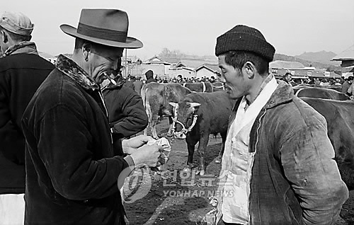 수원 우시장 수원 우시장에서 소를 판 농민이 밝은 표정으로 돈을 세고 있다. 1968.12.20 (한치규=연합뉴스)
